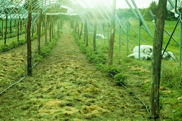 Vegetables Growing Row Farm High Quality Photo — Stockfoto