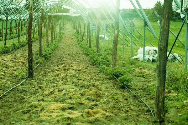 Hortalizas Que Crecen Fila Granja Foto Alta Calidad —  Fotos de Stock