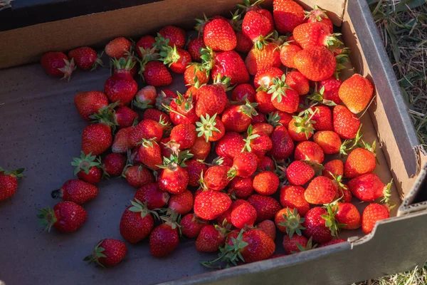Strawberries Harvested Field High Quality Photo — Foto Stock