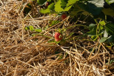 Tarlada çilek. Yaz sezonu. Yüksek kalite fotoğraf