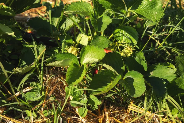 Strawberries Field Summer Season High Quality Photo — Foto Stock