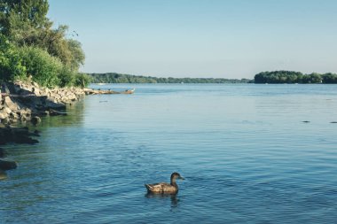Sıcak ve güneşli bir günde Tuna Nehri kıyısı. Yüksek kalite fotoğraf