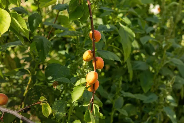 Bunch Ripe Apricots Branch Sunlight High Quality Photo — Stock Photo, Image
