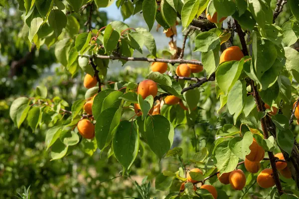 Bunch Ripe Apricots Branch Sunlight High Quality Photo — Stock Photo, Image