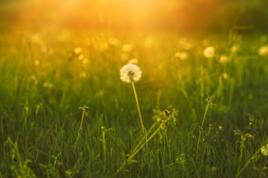 Akşam güneşinde tüylü karahindiba. Yüksek kalite fotoğraf