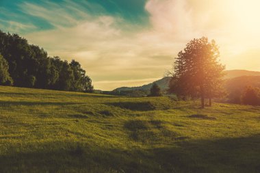 Akşamları ormanın yanındaki yeşil çayır manzarası. Yaz mevsimi. Yüksek kalite fotoğraf