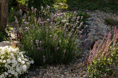 Dekoratif elementler olarak taşlarla süslenmiş renkli çiçek tarhı. Peyzaj tasarımı. Yüksek kalite fotoğraf