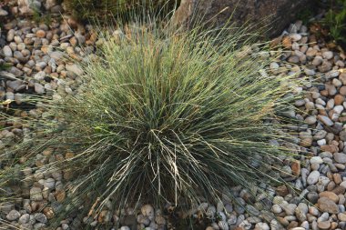 Dekoratif elementler olarak taşlarla süslenmiş renkli çiçek tarhı. Peyzaj tasarımı. Yüksek kalite fotoğraf