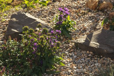 Dekoratif elementler olarak taşlarla süslenmiş renkli çiçek tarhı. Peyzaj tasarımı. Yüksek kalite fotoğraf