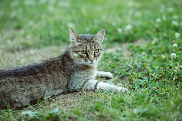 Tabby Macska Feküdt Gyepen Kertben Kiváló Minőségű Fénykép — Stock Fotó