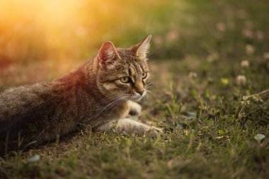 Bahçedeki yeşil çimlerde dinlenen kedi. Yüksek kalite fotoğraf