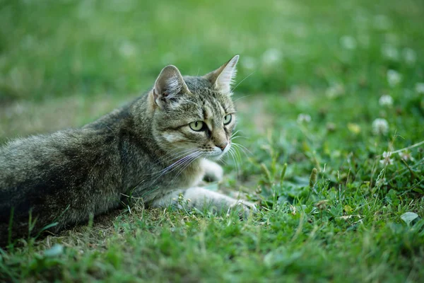 Кошка Отдыхает Зеленой Лужайке Саду Высокое Качество Фото — стоковое фото