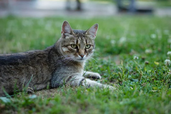 Gato Relajándose Césped Verde Jardín Foto Alta Calidad — Foto de Stock