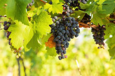 Bunch of red grapes in a vineyard on a sunny day.Summer season. High quality photo