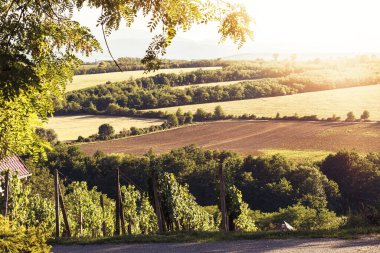 View of vineyards and valley on a sunny day.Summer season. High quality photo