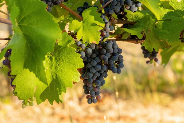 Bunch Red Grapes Vineyard Sunny Day Summer Season High Quality — Fotografia de Stock