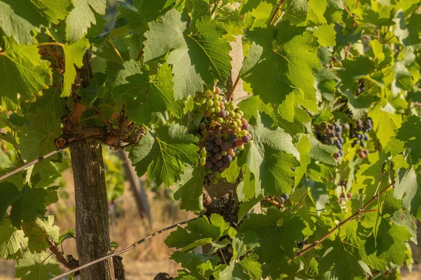 Grapes Growing Vineyard Sunny Day Summer Season High Quality Photo — Stockfoto