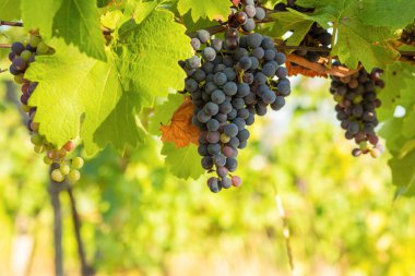 Bunch of red grapes in a vineyard on a sunny day.Summer season. High quality photo