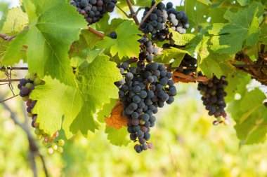 Bunch of red grapes in a vineyard on a sunny day.Summer season. High quality photo