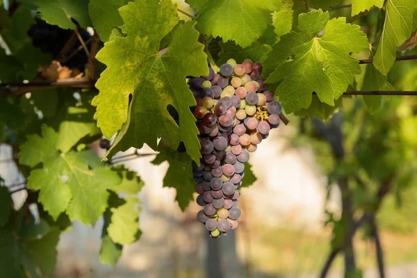Bunch Red Grapes Vineyard Sunny Day Summer Season High Quality — Fotografia de Stock