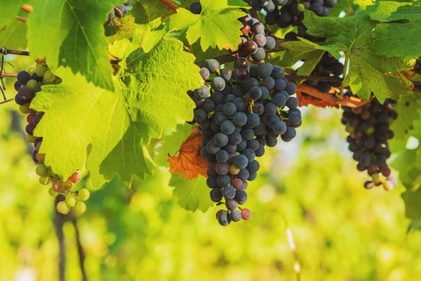 Bunch Red Grapes Vineyard Sunny Day Summer Season High Quality — Photo