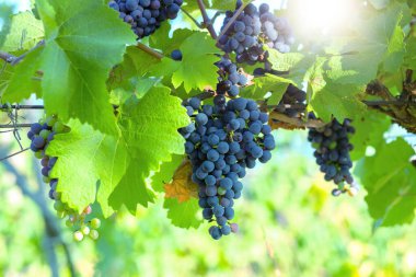 Bunch of red grapes in a vineyard on a sunny day.Summer season. High quality photo