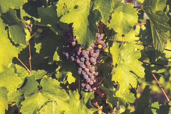 Bunch Red Grapes Vineyard Sunny Day Summer Season High Quality — Foto de Stock