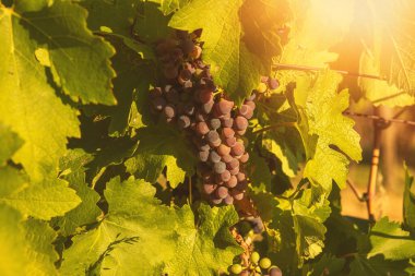 Bunch of red grapes in a vineyard on a sunny day.Summer season. High quality photo