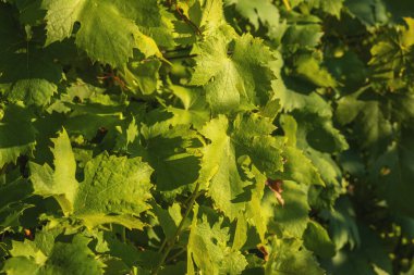 Güneşli bir günde Vitis Vinifera yaprakları. Yüksek kalite fotoğraf