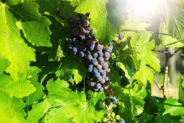 Bunch of red grapes in a vineyard on a sunny day.Summer season. High quality photo