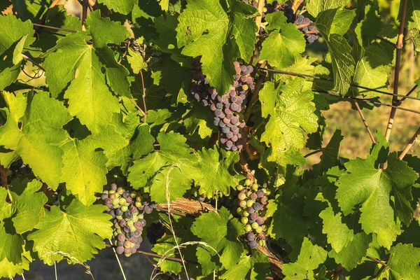 Bunch Red Grapes Vineyard Sunny Day Summer Season High Quality — Foto de Stock