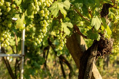 Grapes growing in a vineyard on a sunny day.Summer season. High quality photo