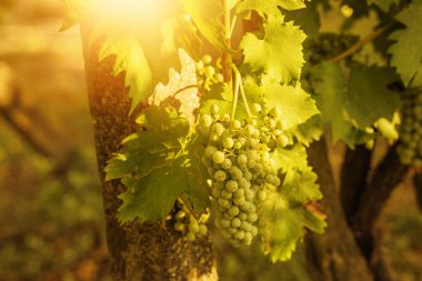 Grapes growing in a vineyard on a sunny day.Summer season. High quality photo