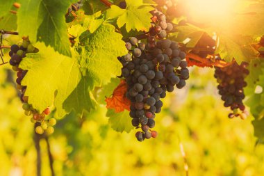 Bunch of red grapes in a vineyard on a sunny day.Summer season. High quality photo