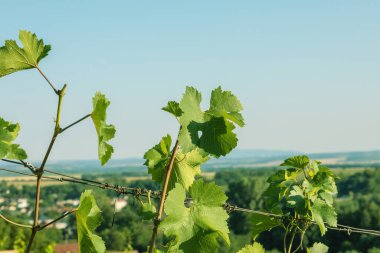 Güneşli bir günde Vitis Vinifera yaprakları. Yüksek kalite fotoğraf