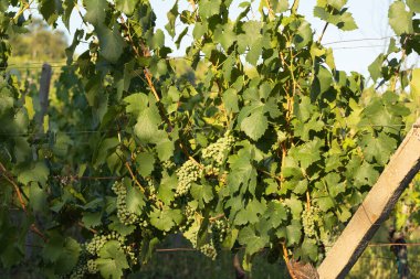 Grapes growing in a vineyard on a sunny day.Summer season. High quality photo