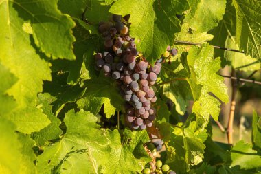 Bunch of red grapes in a vineyard on a sunny day.Summer season. High quality photo