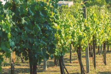 Grapes growing in a vineyard on a sunny day.Summer season. High quality photo