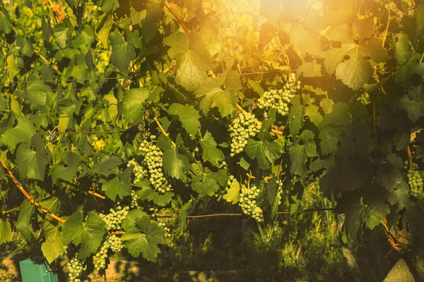 Grapes growing in a vineyard on a sunny day.Summer season. High quality photo
