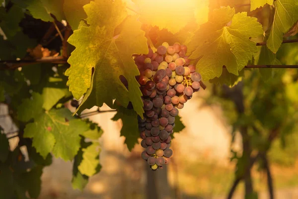 Bunch Red Grapes Vineyard Sunny Day Summer Season High Quality — 스톡 사진