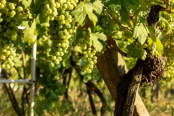 Grapes Growing Vineyard Sunny Day Summer Season High Quality Photo — Stockfoto
