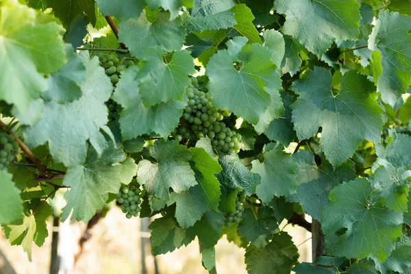 Grapes Growing Vineyard Sunny Day Summer Season High Quality Photo — Stockfoto