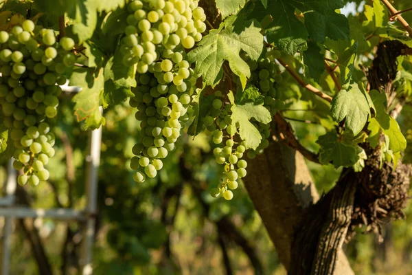 Grapes Growing Vineyard Sunny Day Summer Season High Quality Photo — Foto de Stock