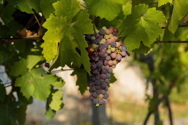 Bunch Red Grapes Vineyard Sunny Day Summer Season High Quality — Stockfoto