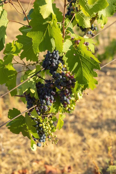 Bunch Red Grapes Vineyard Sunny Day Summer Season High Quality — Photo