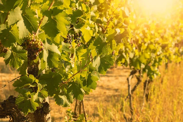 Bunch Red Grapes Vineyard Sunny Day Summer Season High Quality — Zdjęcie stockowe
