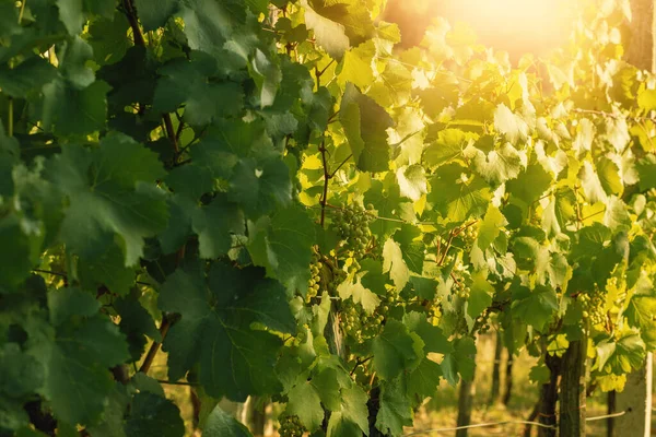 Grapes Growing Vineyard Sunny Day Summer Season High Quality Photo — Zdjęcie stockowe