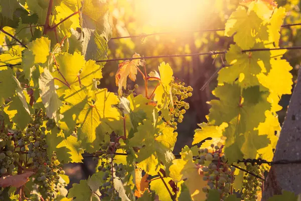 Grapes Growing Vineyard Sunny Day Summer Season High Quality Photo — Zdjęcie stockowe