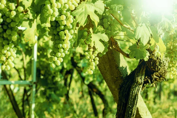 Grapes Growing Vineyard Sunny Day Summer Season High Quality Photo — Stockfoto