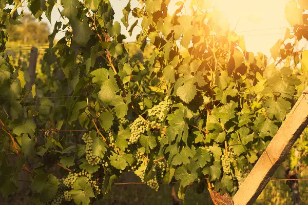 Grapes Growing Vineyard Sunny Day Summer Season High Quality Photo — Zdjęcie stockowe